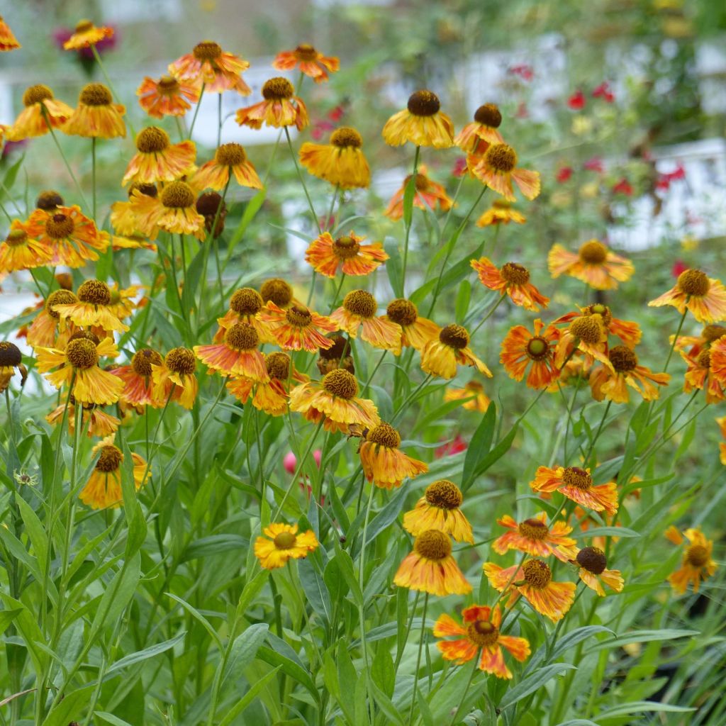 Helenium Waltraut - Zonnekruid