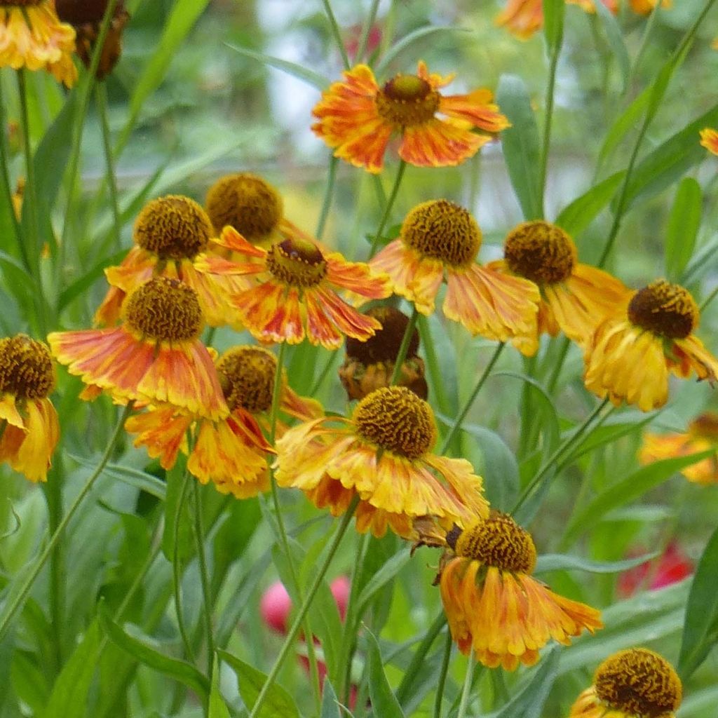 Helenium Waltraut - Zonnekruid