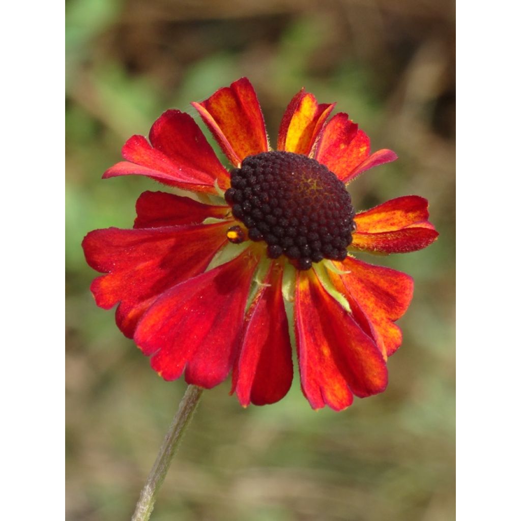 Helenium Kupferswerg - Zonnekruid