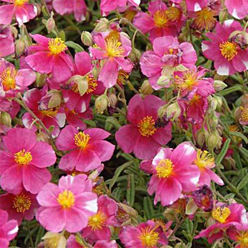 Helianthemum Raspberry Ripple - Zonneroosje