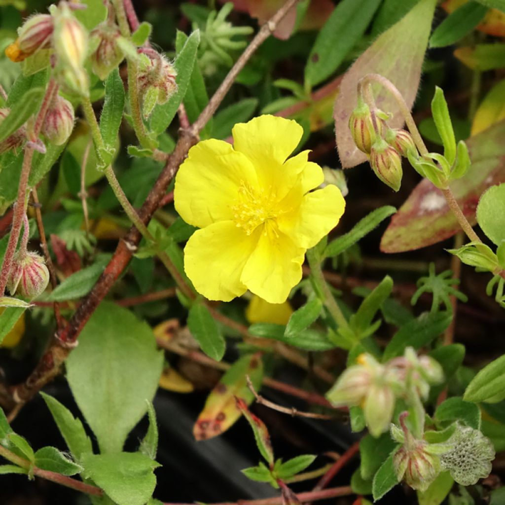 Helianthemum nummularium - Geel zonneroosje
