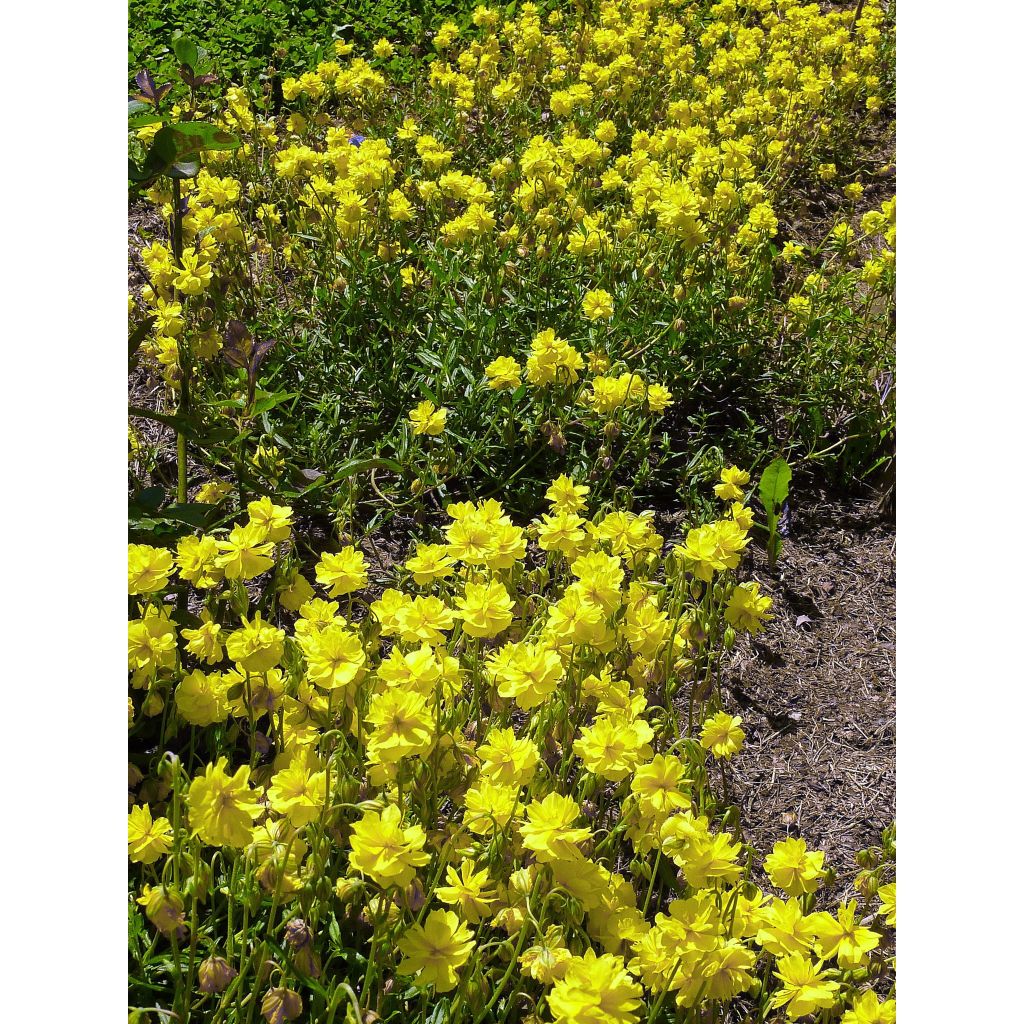 Helianthemum Sulphureum Plenum - Zonneroosje