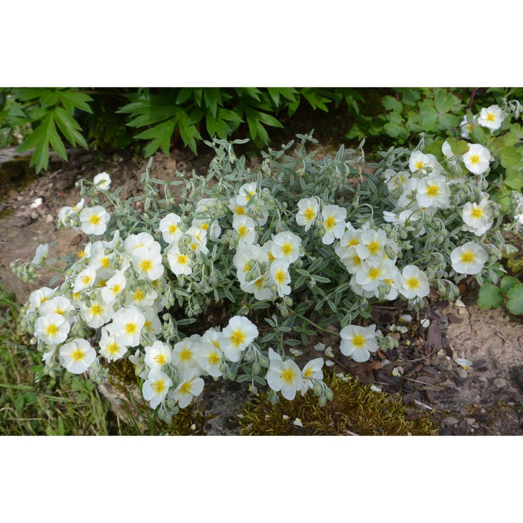 Helianthemum The Bride - Zonneroosje