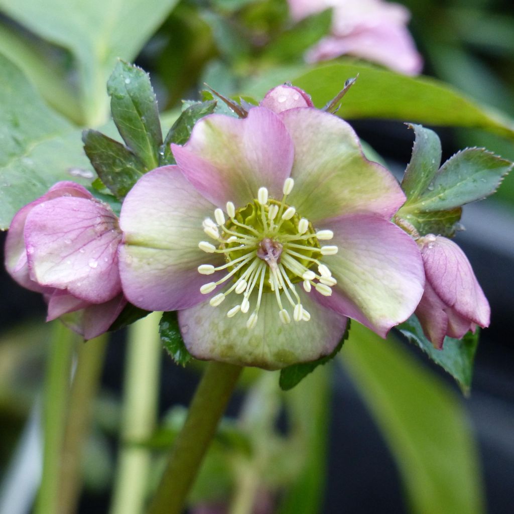Helleborus orientalis subsp. abchasicus - Oosters nieskruid