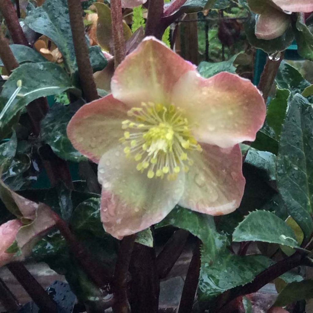 Helleborus ballardiae Maestro - nieskruid