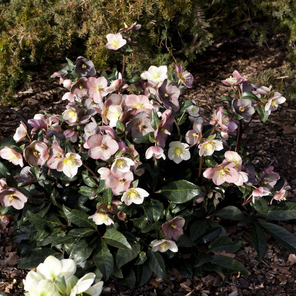 Helleborus ballardiae Maestro - nieskruid