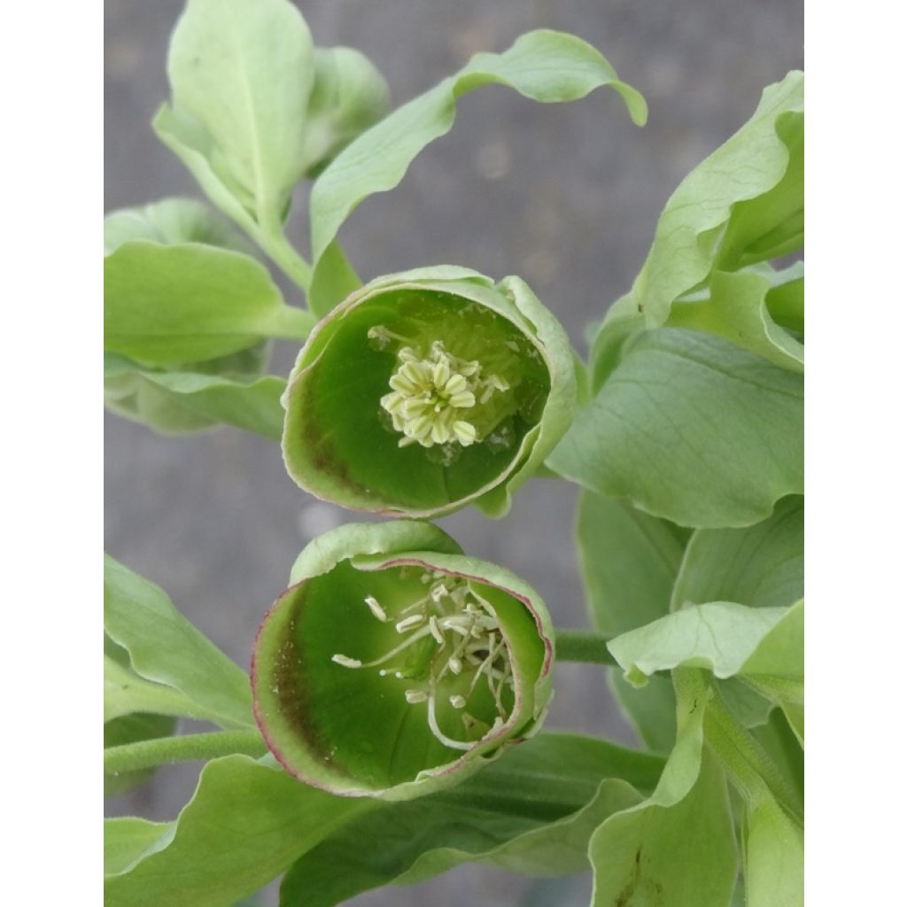 Helleborus foetidus - Stinkend nieskruid