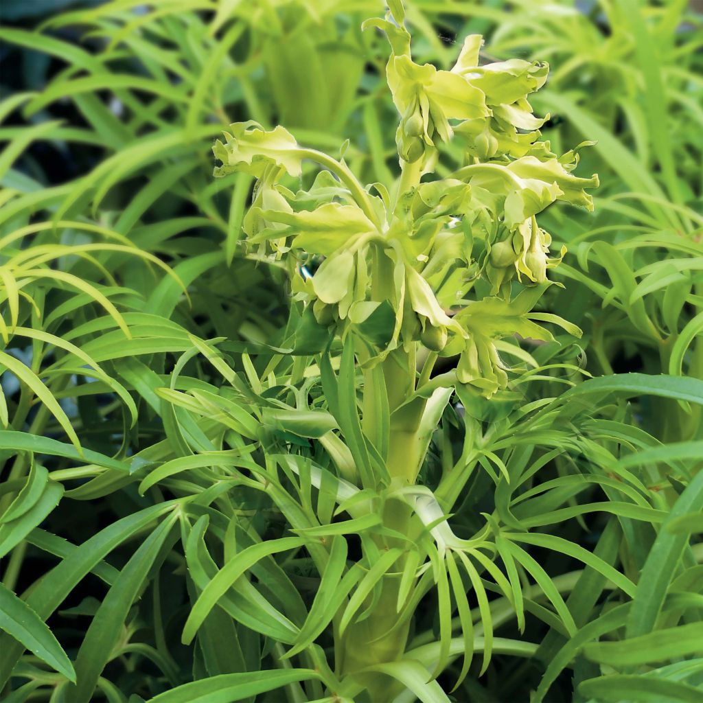 Helleborus foetidus Yellow - Stinkend nieskruid