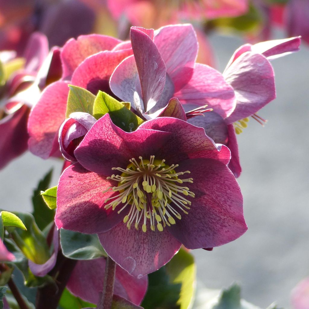 Helleborus glandorfensis Ice N' Roses Red - winterroos