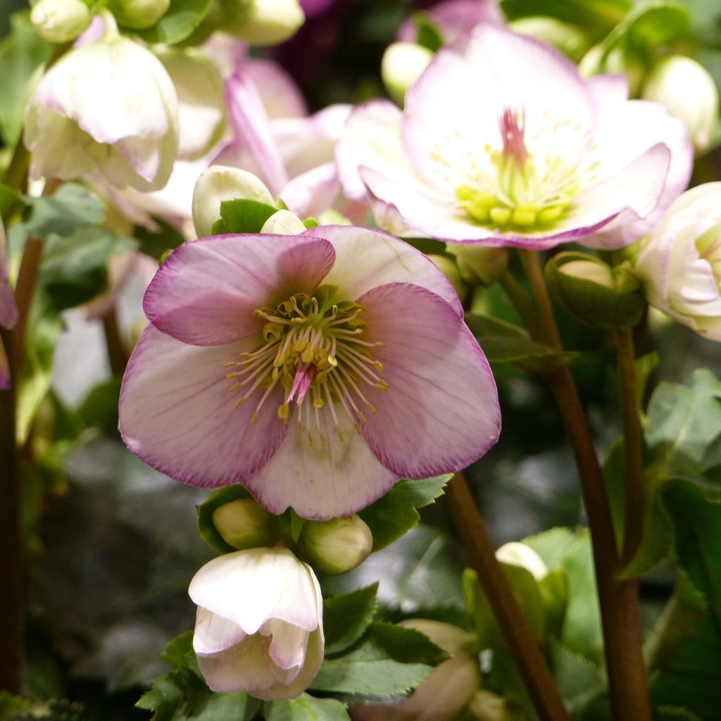 Helleborus glandorfensis HGC Ice N' Roses Picotee - winterroos