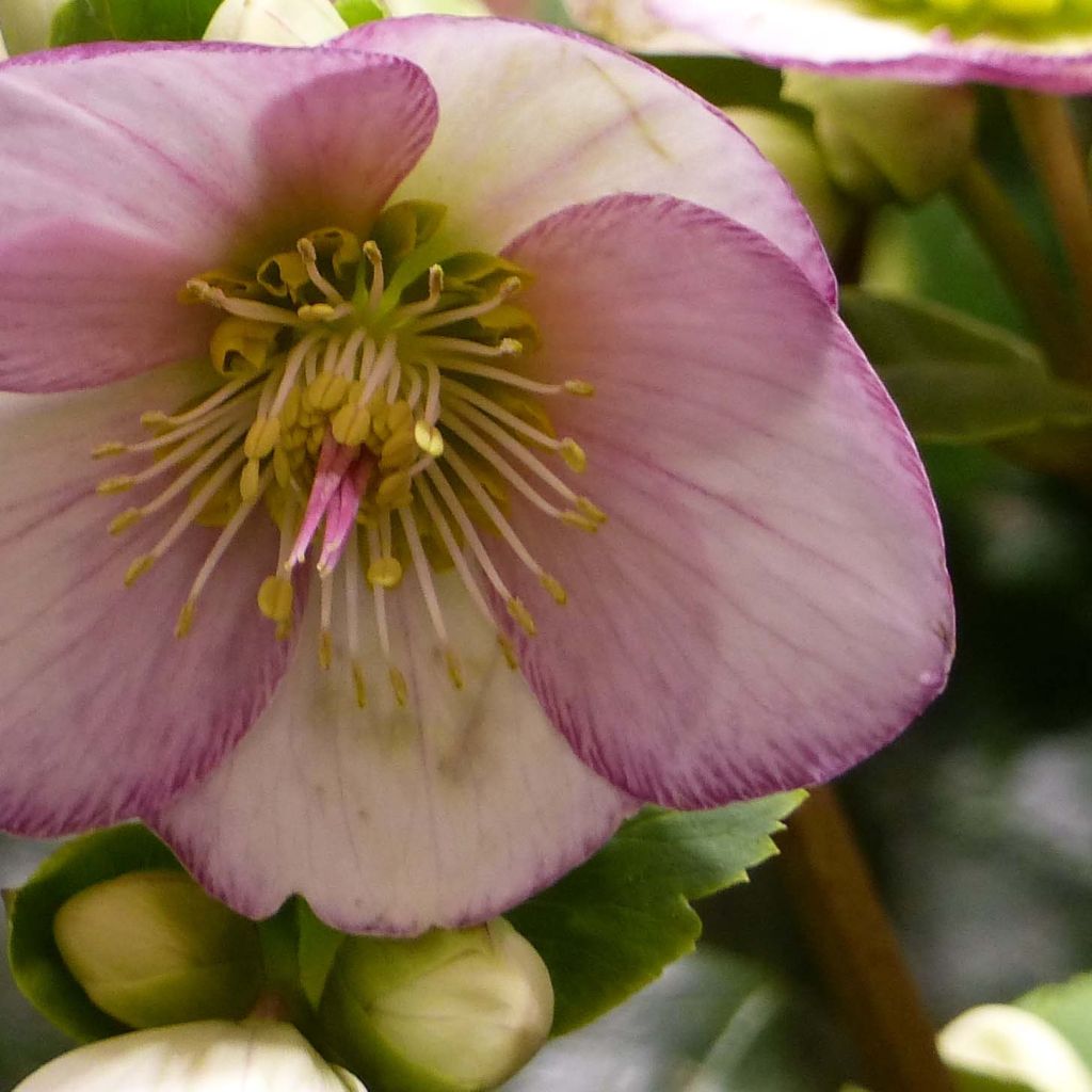 Helleborus glandorfensis HGC Ice N' Roses Picotee - winterroos