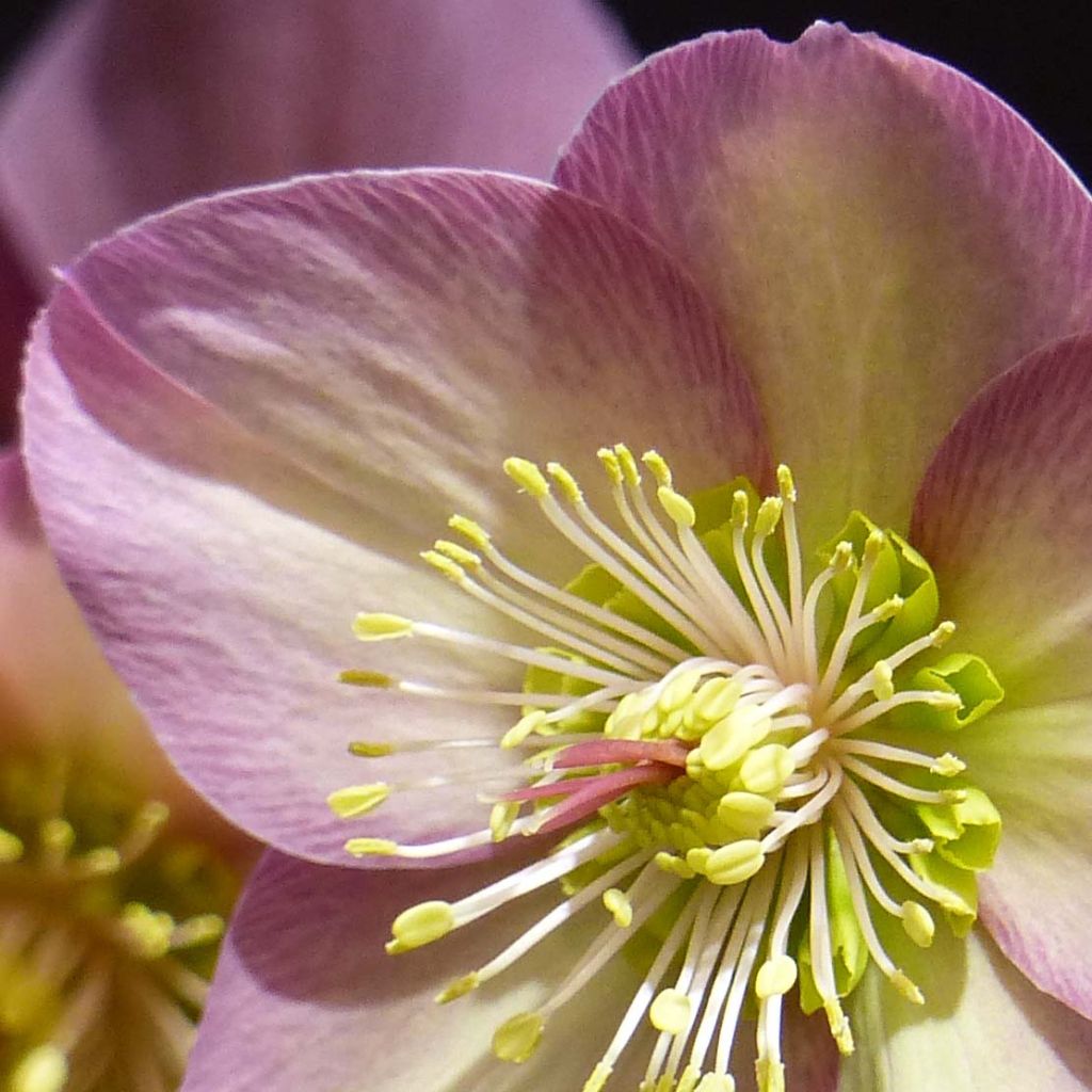 Helleborus glandorfensis HGC Ice N' Roses Pink - winterroos
