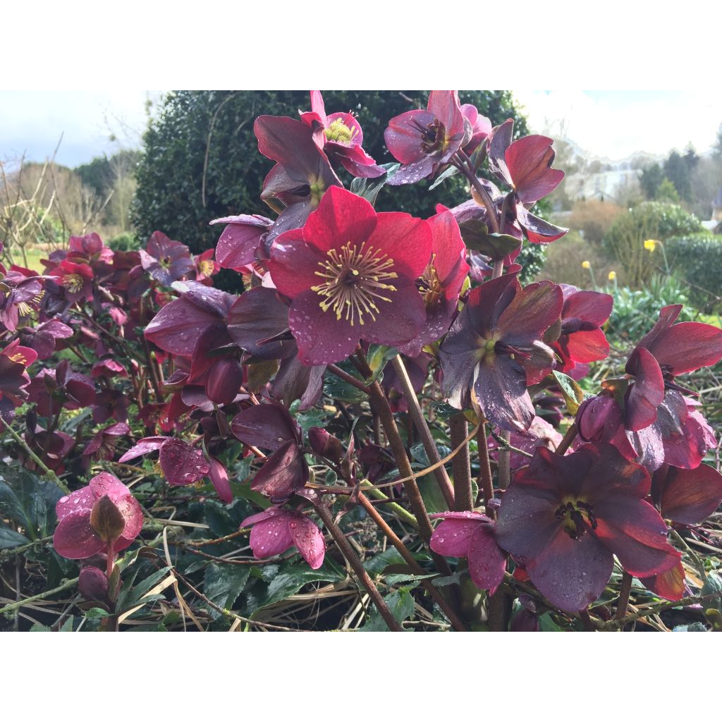Helleborus glandorfensis Ice N' Roses Red - winterroos