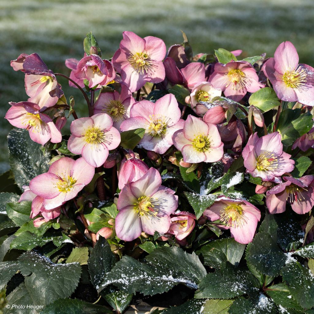 Helleborus glandorfensis HGC Ice N' Roses Pink - winterroos