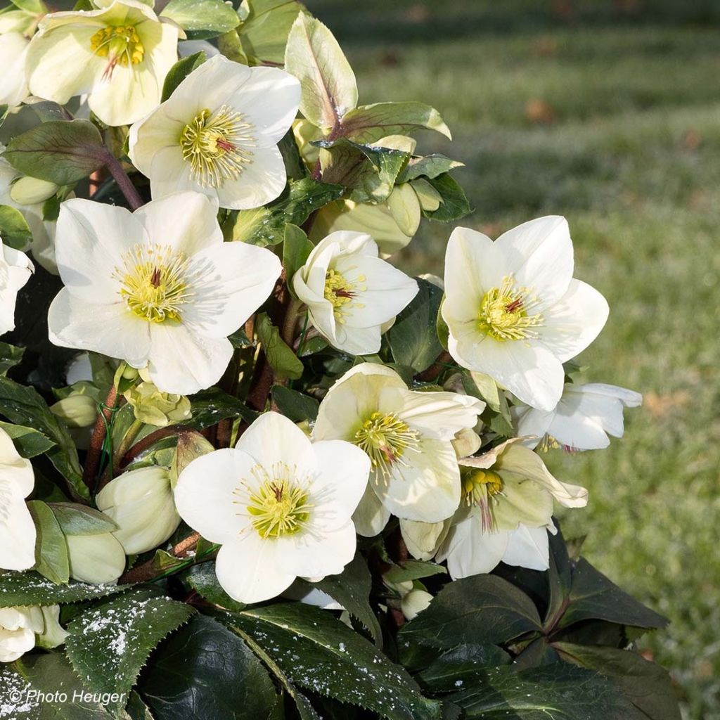 Helleborus glandorfensis Ice N' Roses White - winterroos