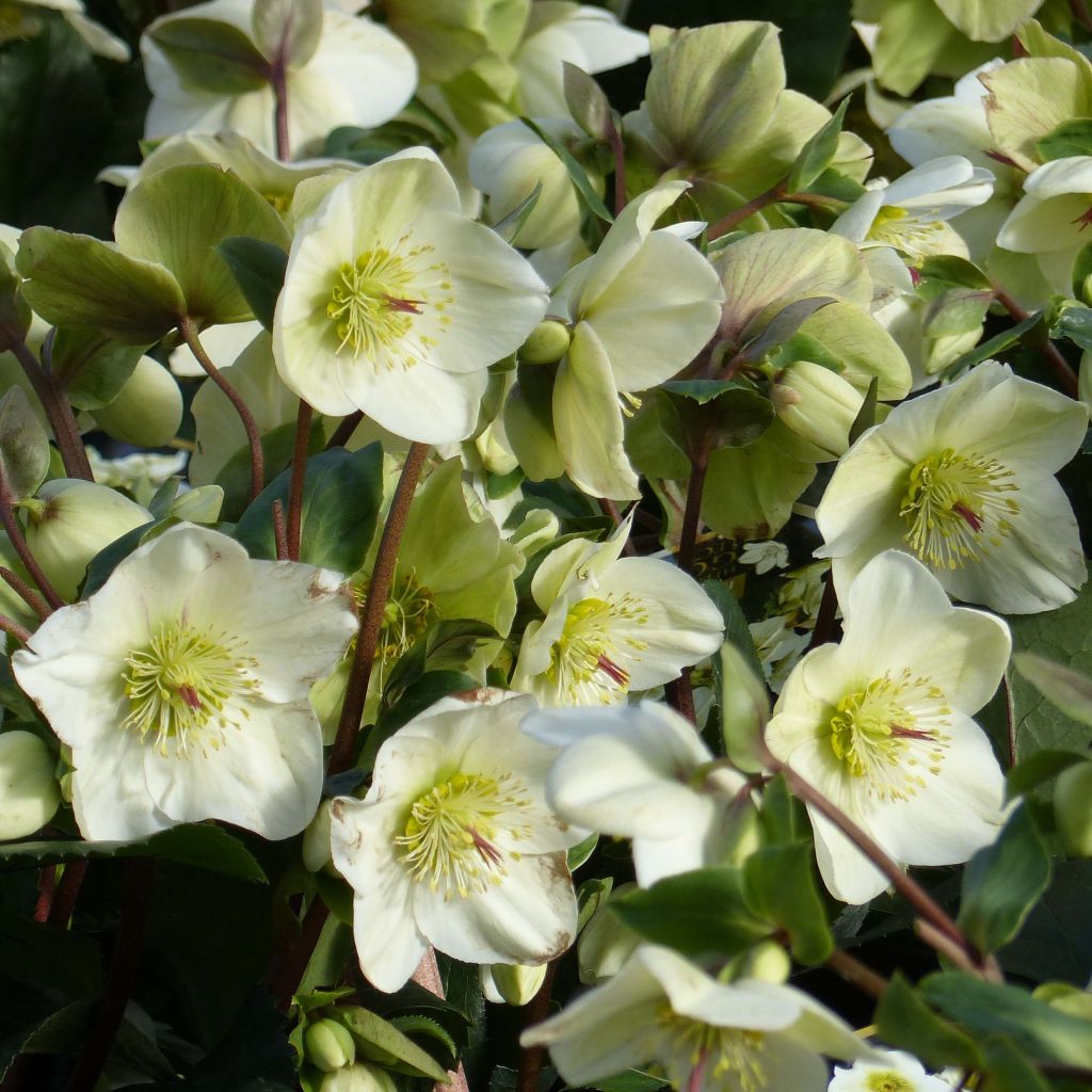 Helleborus glandorfensis Ice N' Roses White - winterroos