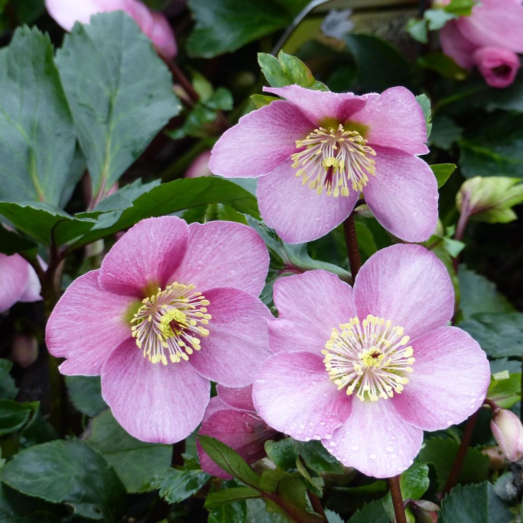 Helleborus niger orientalis - Kerstroos