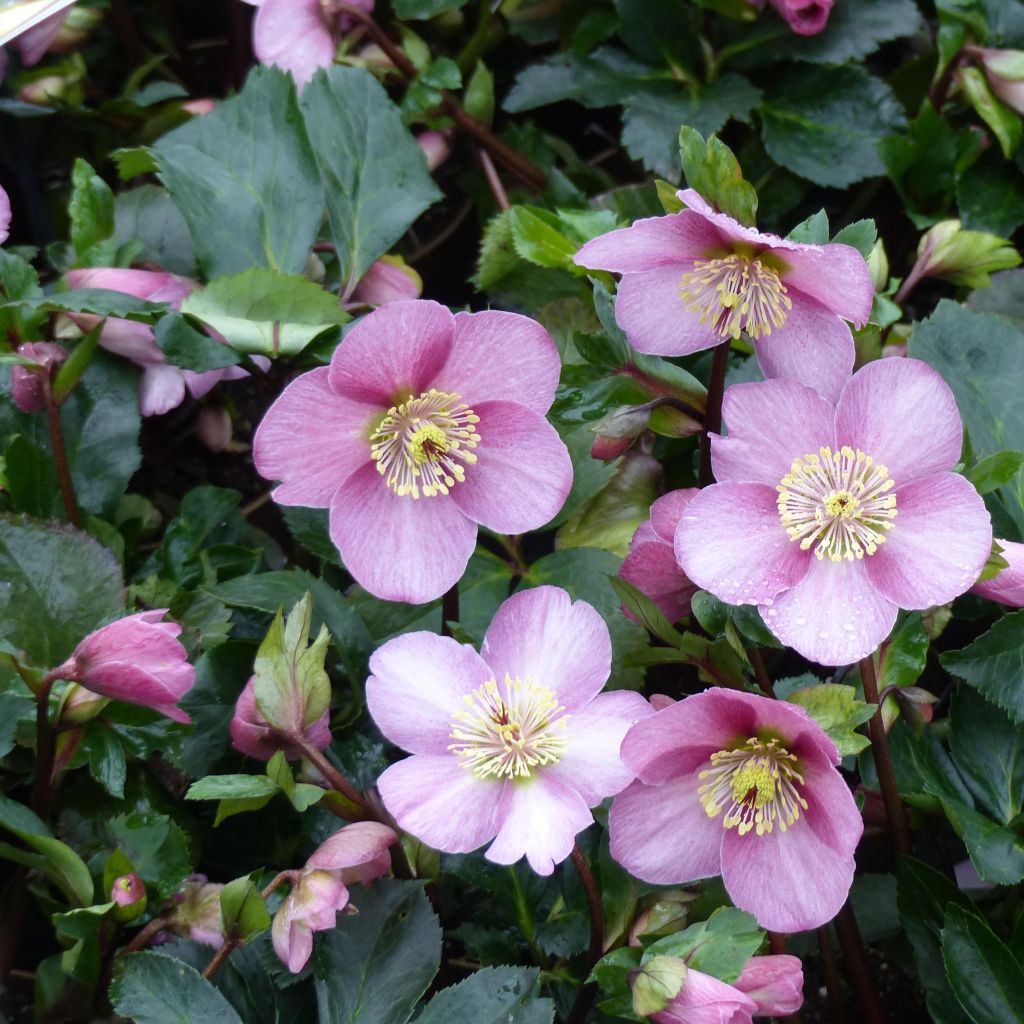 Helleborus niger orientalis - Kerstroos