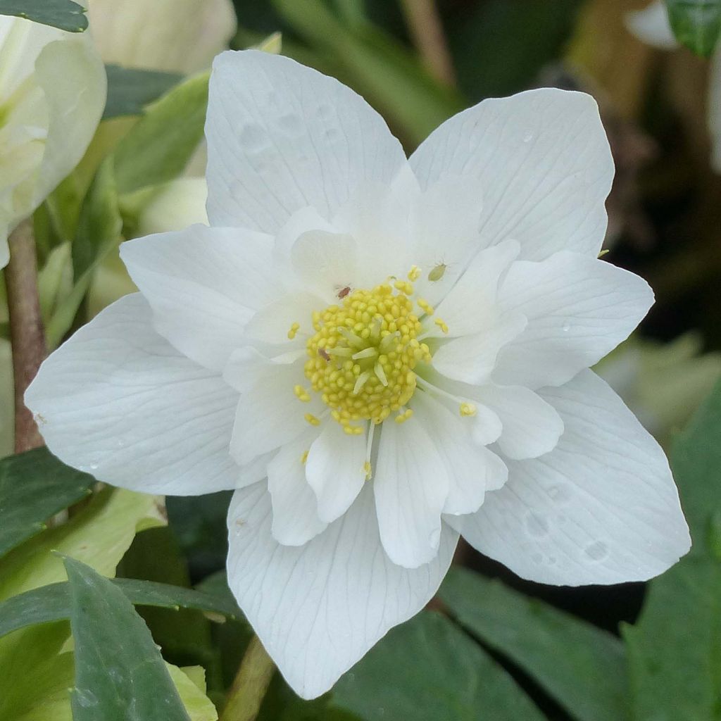 Helleborus niger Double Fashion - Kerstroos