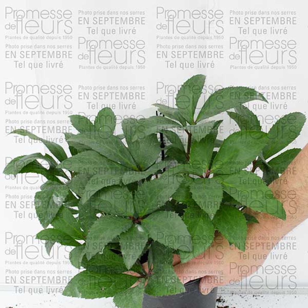 Helleborus nigercors Candy Love - Kerstroos