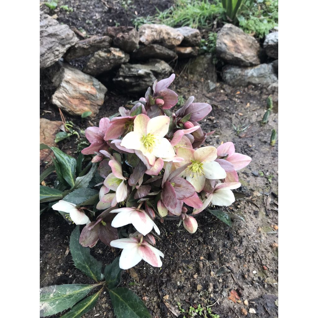 Helleborus nigercors Emma - Kerstroos