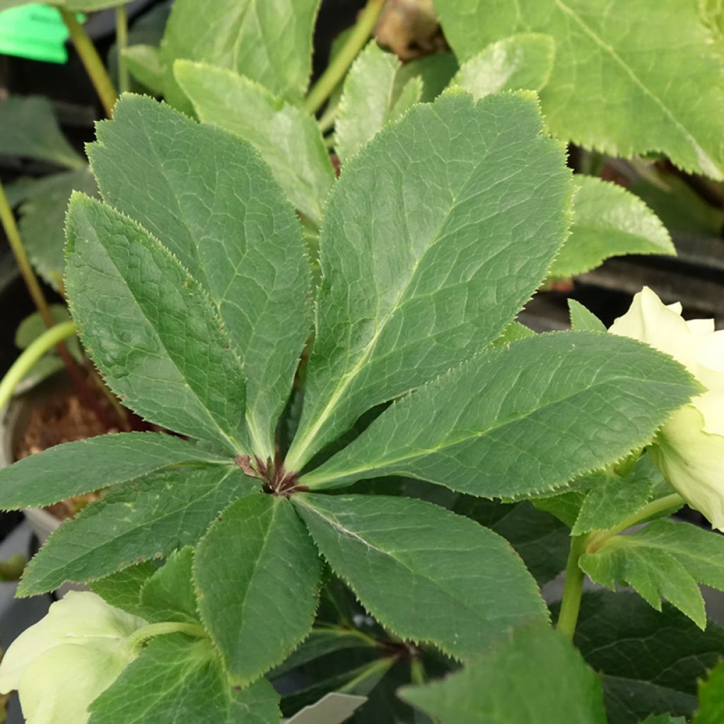 Helleborus Anemone Yellow - Lenteroos geel