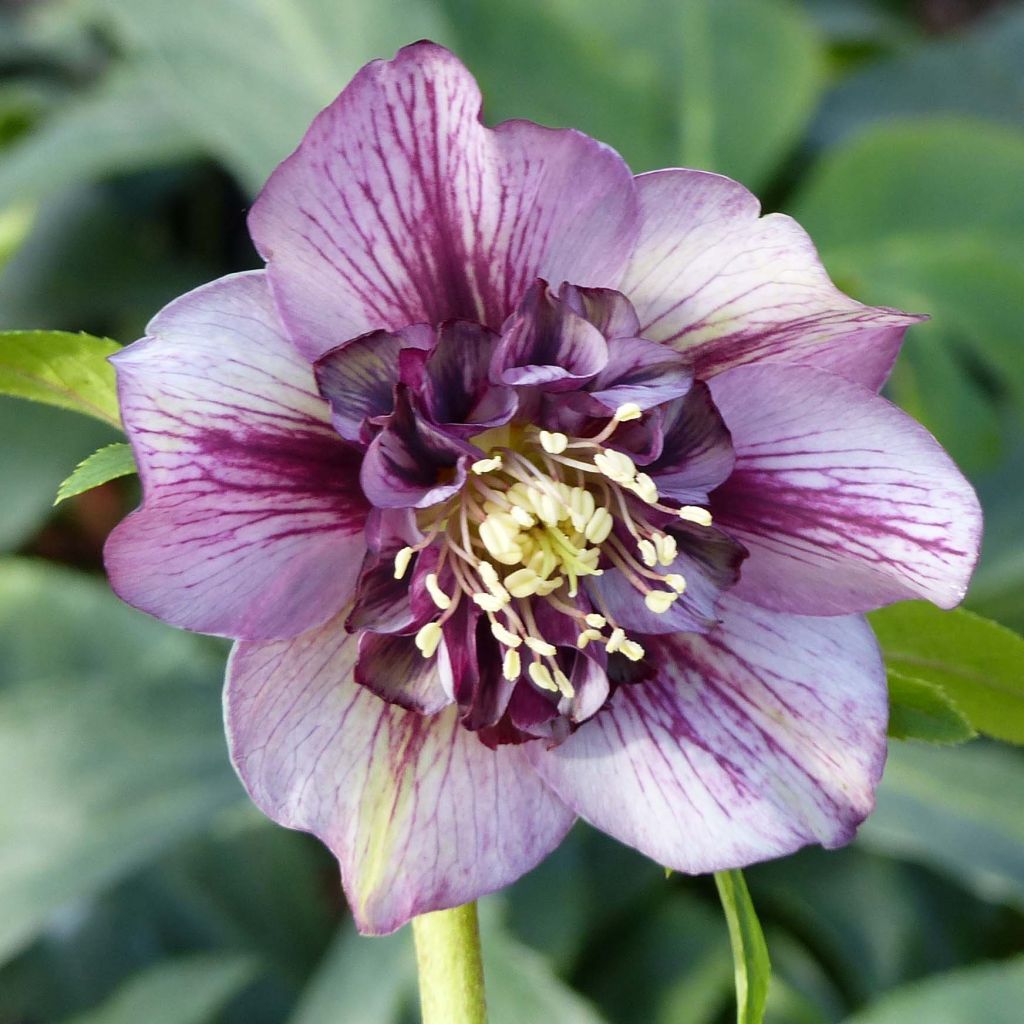 Helleborus Anemone Picotee - Lenteroos met donkerroze tot bordeaux rand