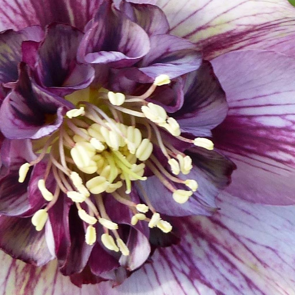 Helleborus Anemone Picotee - Lenteroos met donkerroze tot bordeaux rand