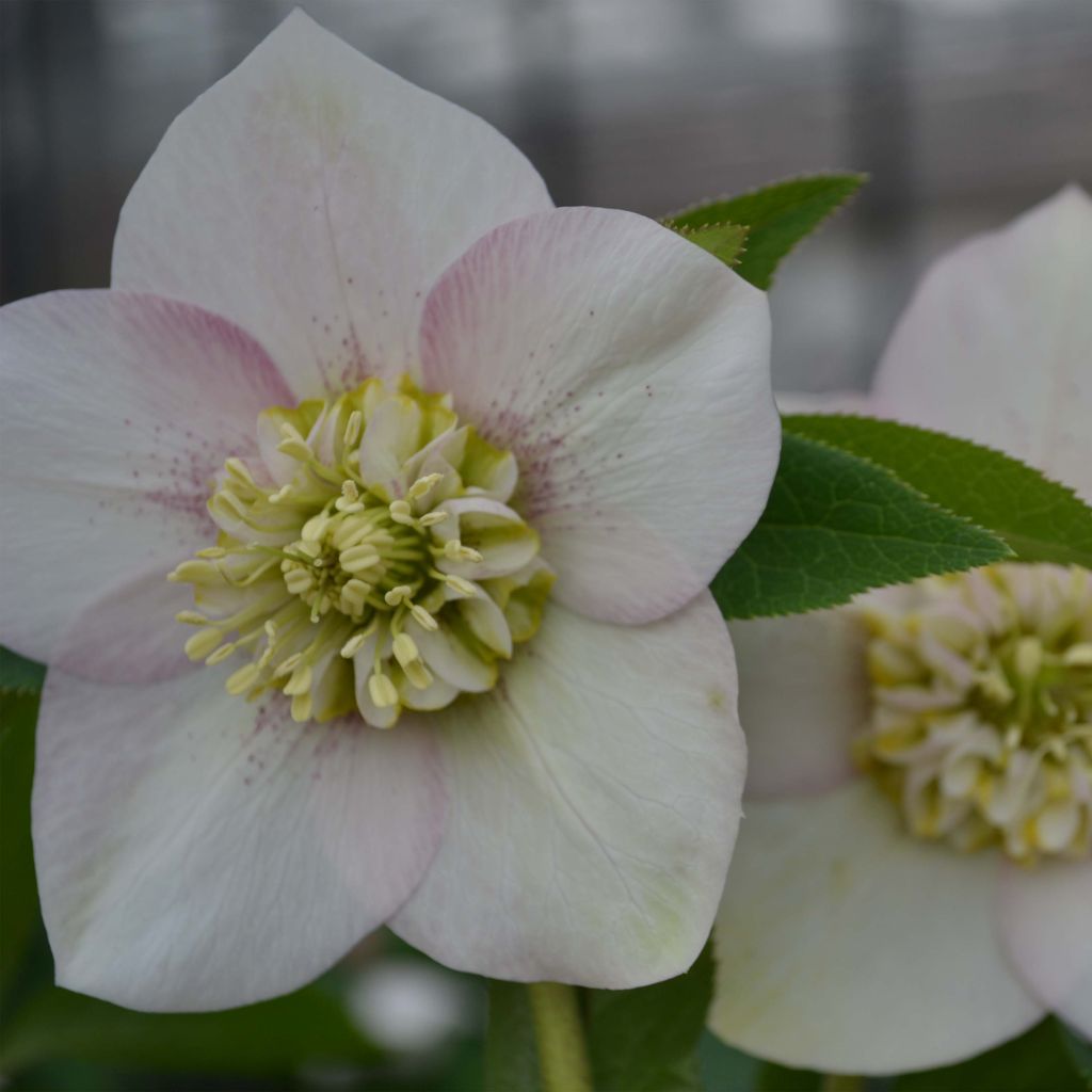 Helleborus Anemone Pink - Lenteroos roze
