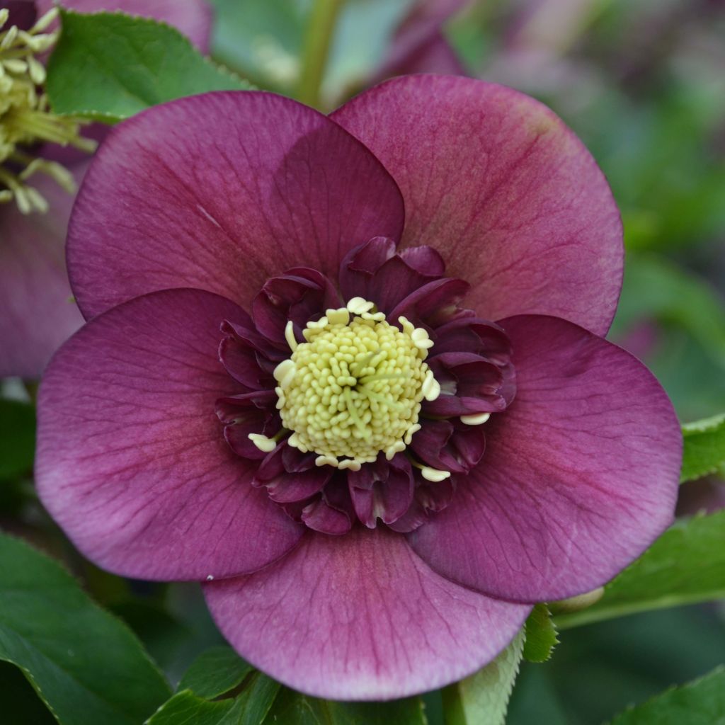 Helleborus Anemone Red - Lenteroos rood