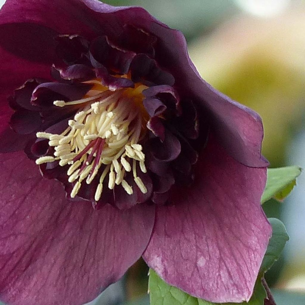 Helleborus Anemone Red - Lenteroos rood