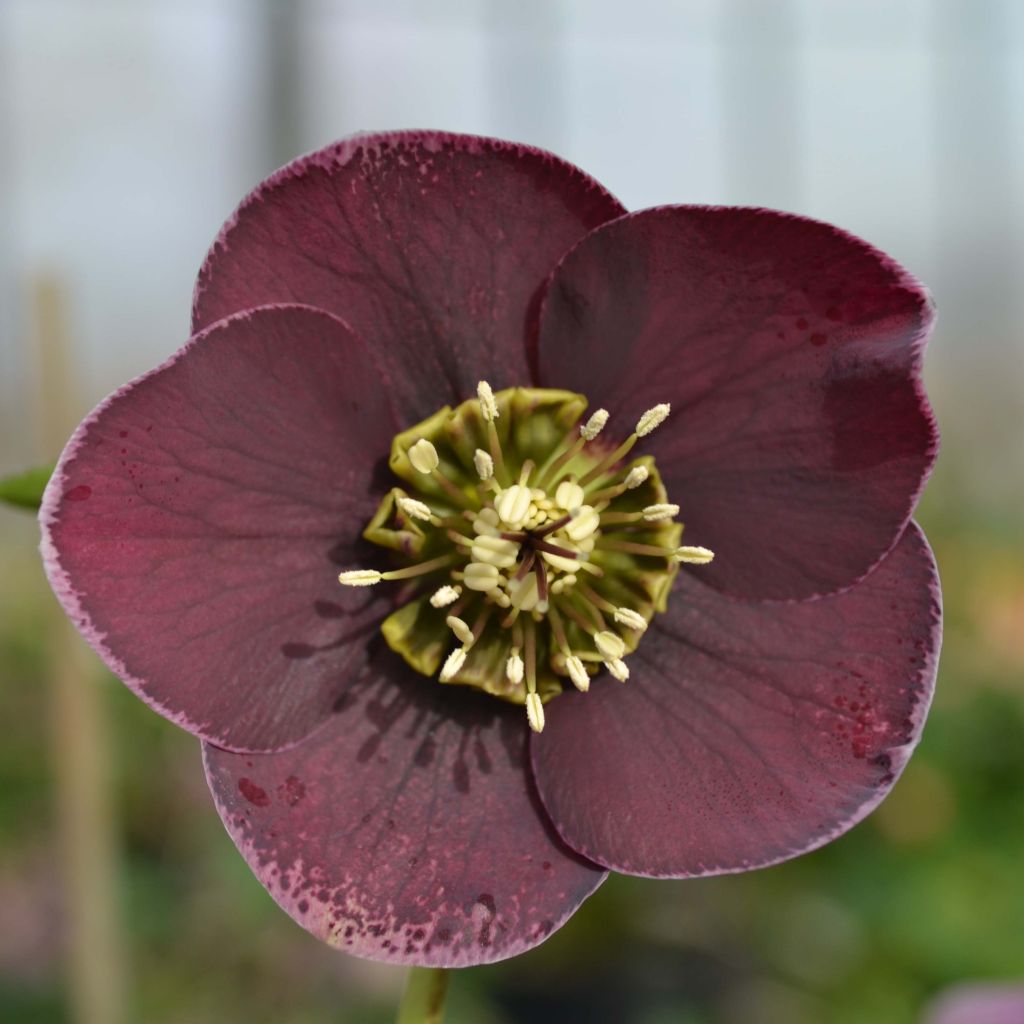 Helleborus Aubergine W/E - Lenteroos auberginekleurig