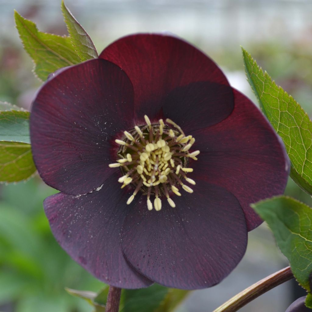 Helleborus Black - Lenteroos zwart