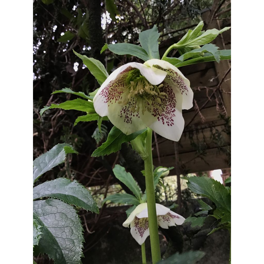 Helleborus White guttatus - Lenteroos wit gespikkeld