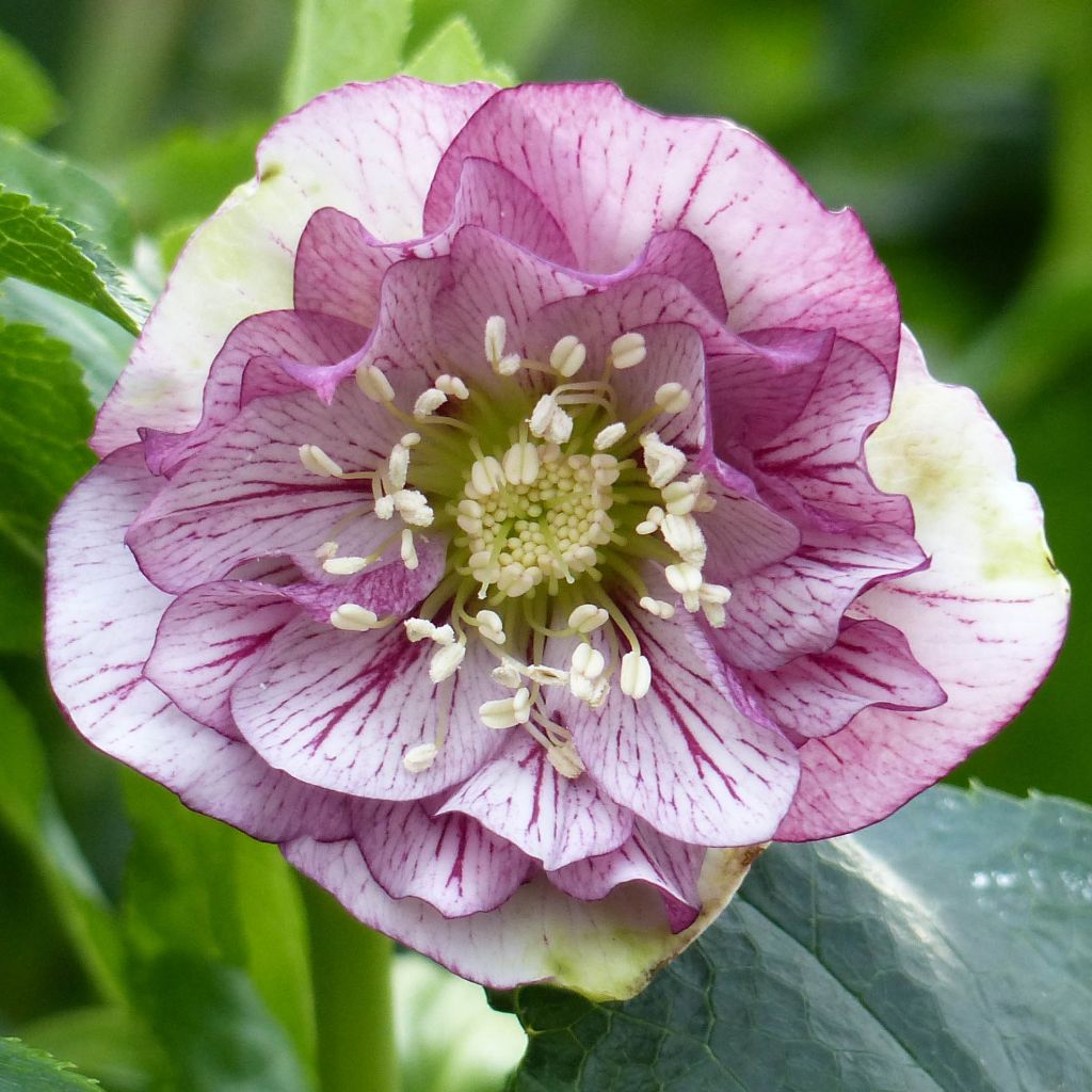 Helleborus Double Picotee - Lenteroos dubbel met contrasterend gekleurde bloemranden