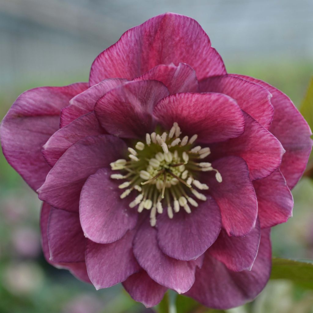 Helleborus Double Red - Lenteroos dubbel rood
