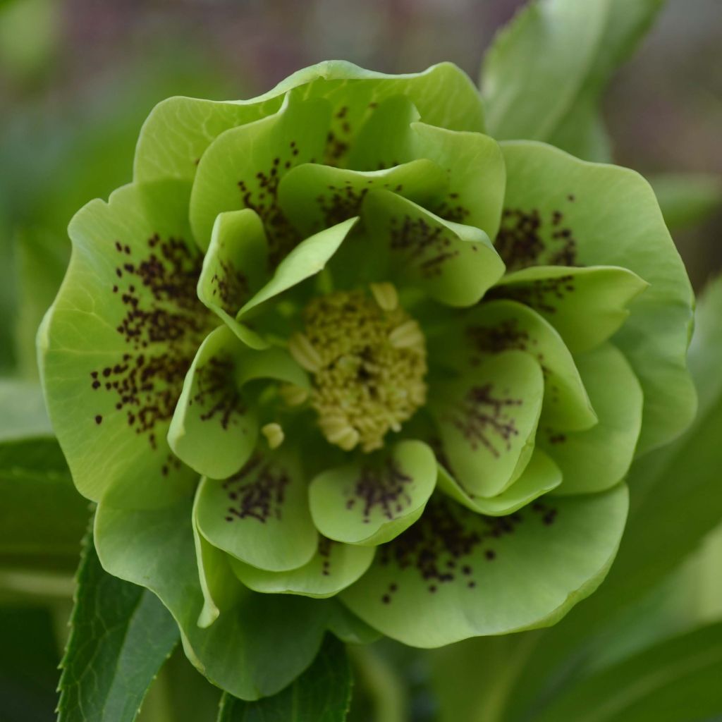 Helleborus Double Green guttatus - lenteroos dubbel groen gespikkeld