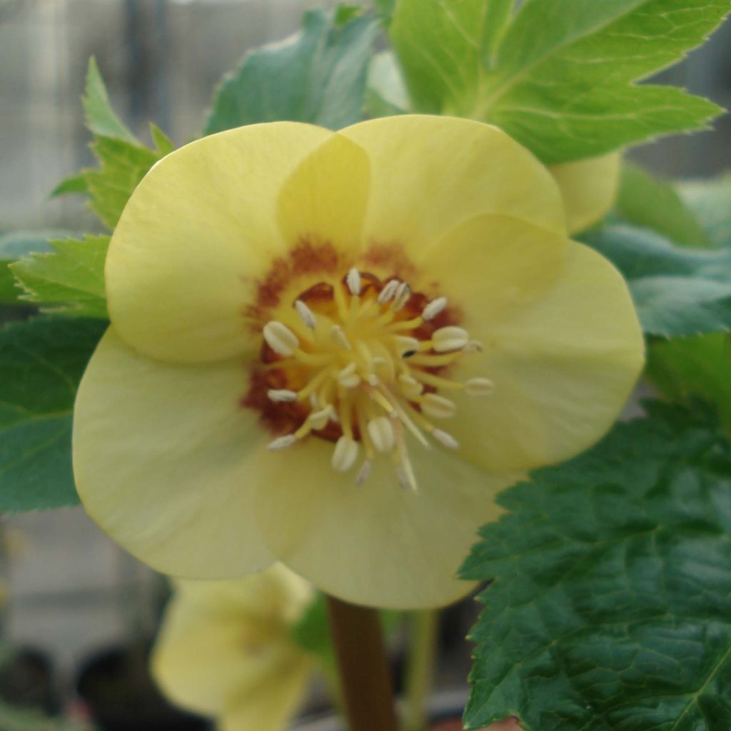 Helleborus Super Yellow Red Center - Lenteroos