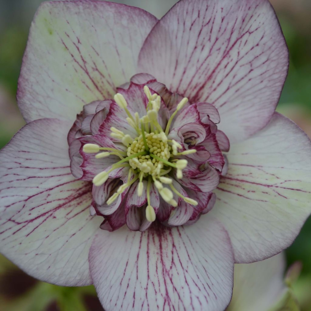 Helleborus Picotee - Lenteroos