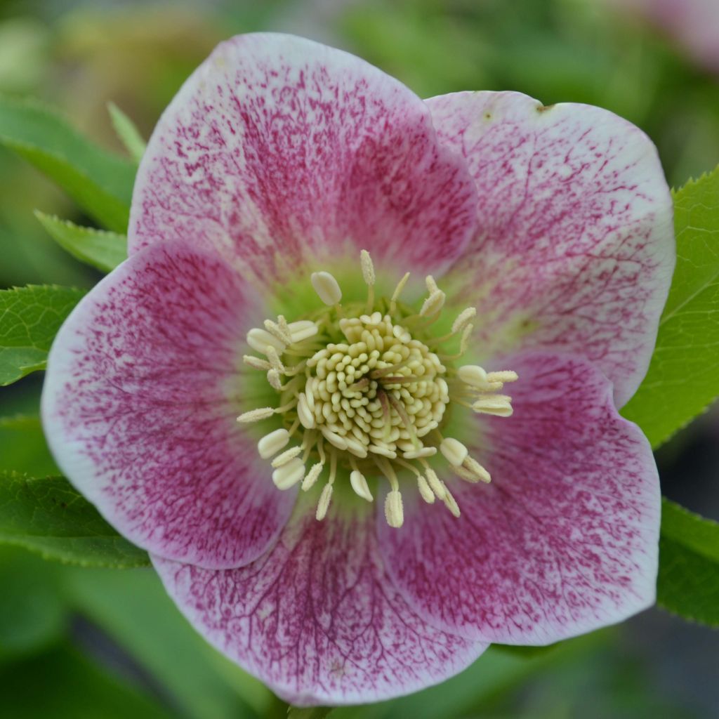 Helleborus Pink Green Centre - Lenteroos roze met groen hart