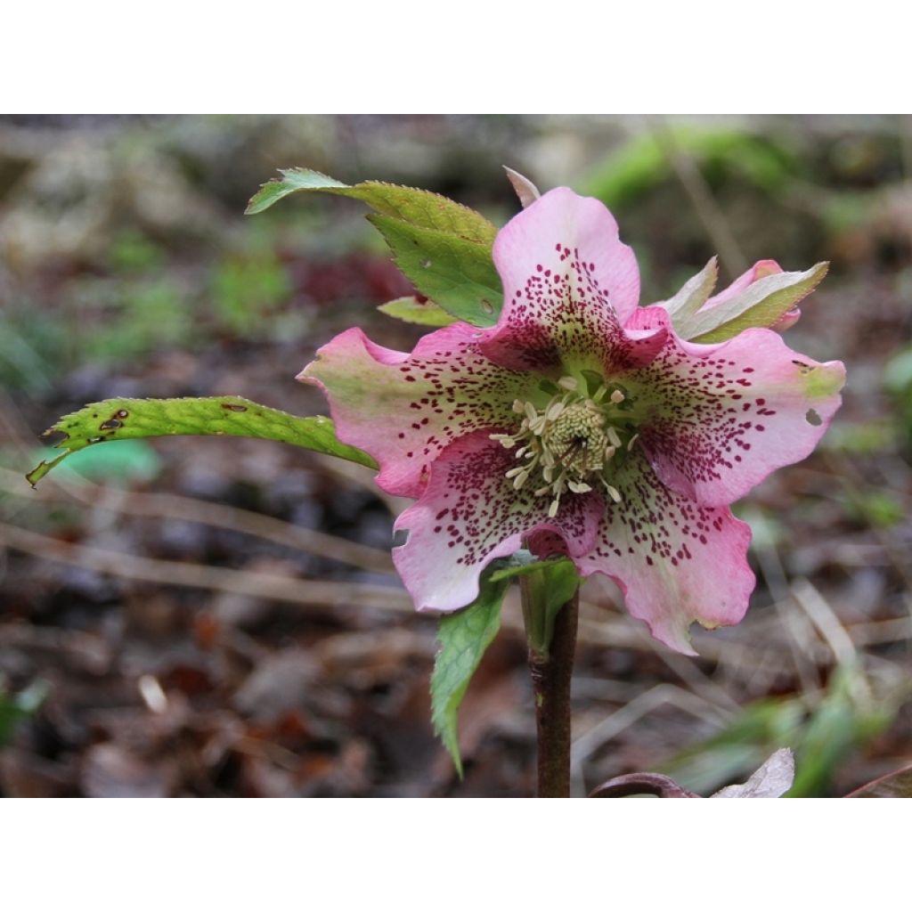 Helleborus Pink Spotted - Lenteroos