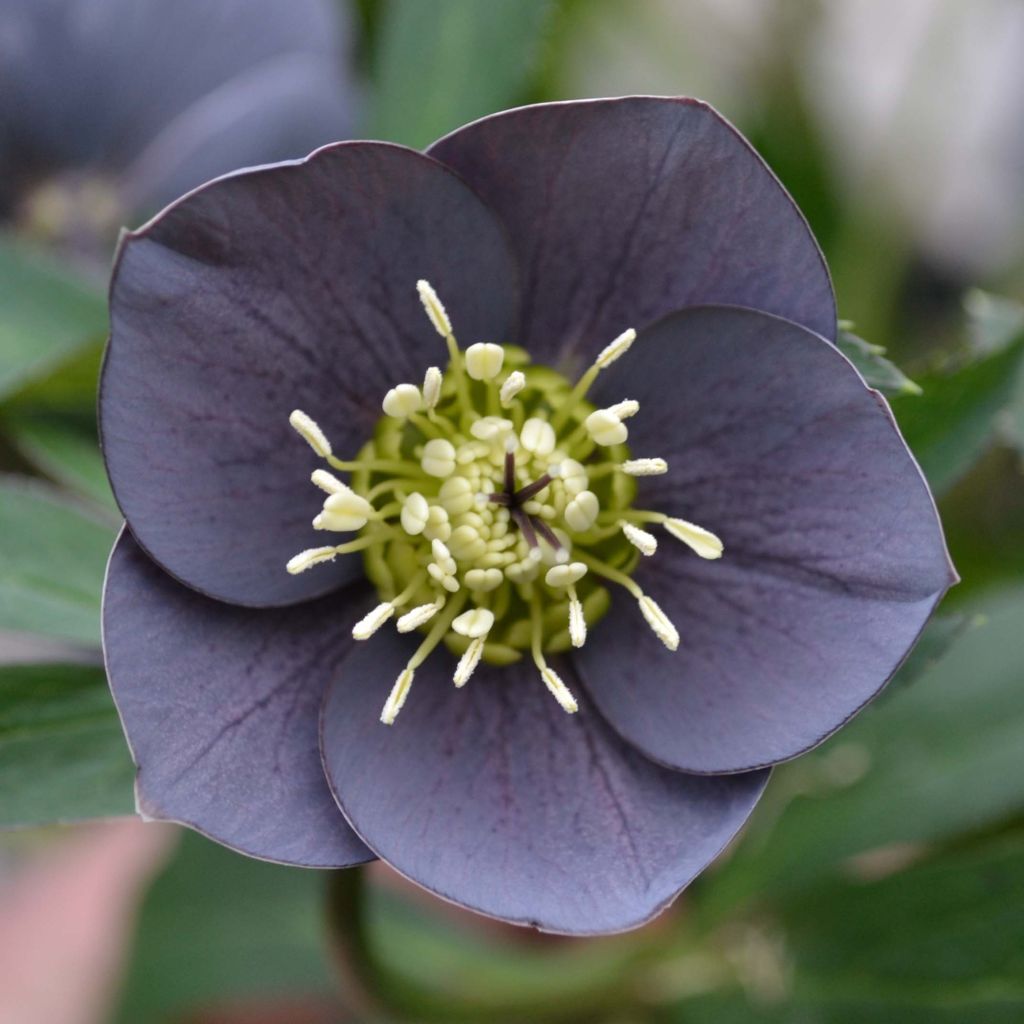 Helleborus Slaty Blue - Lenteroos