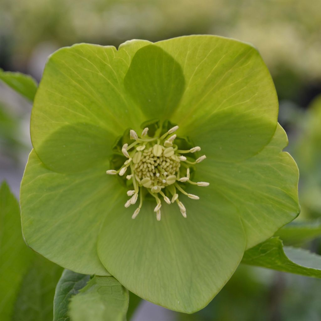 Helleborus Green - Lenteroos groen