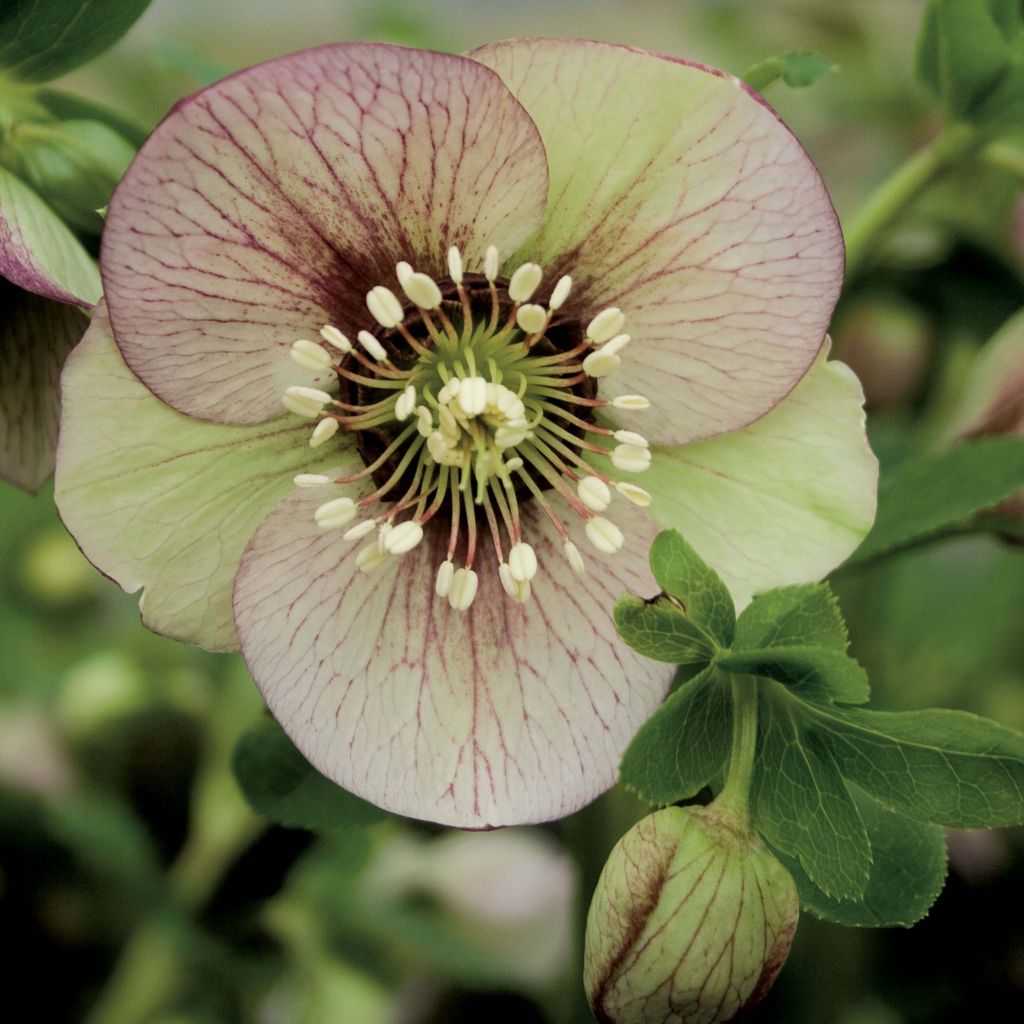 Helleborus Picotee - Lenteroos