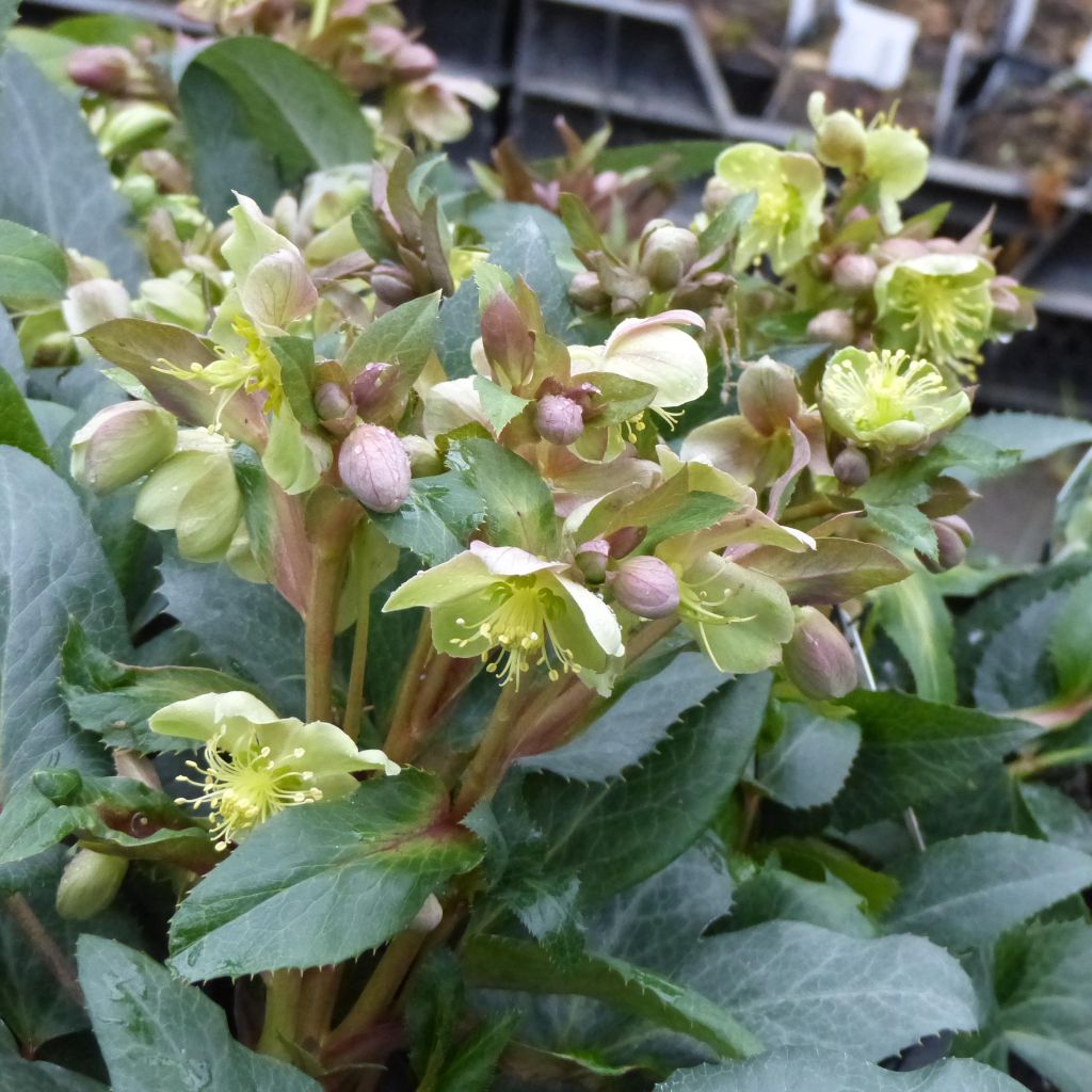 Helleborus sternii - Kerstroos