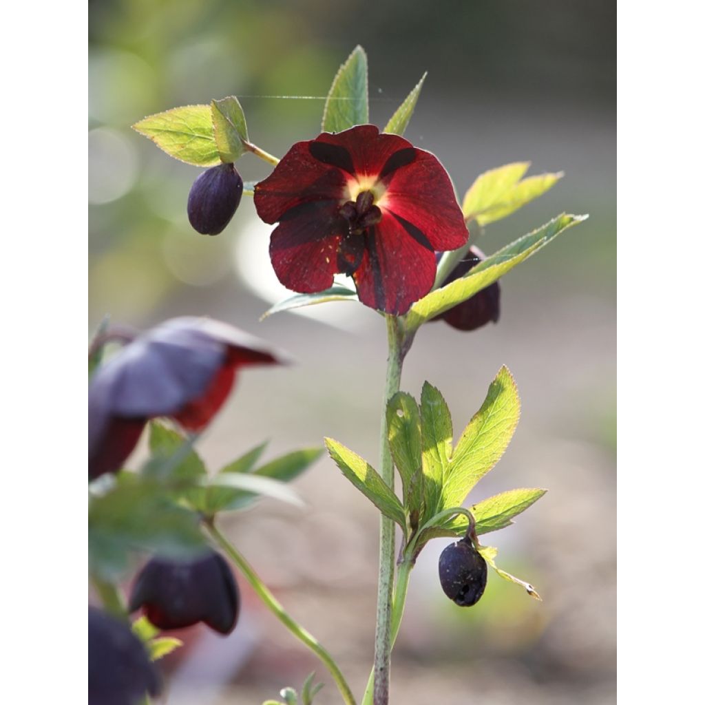Helleborus Black - Lenteroos zwart