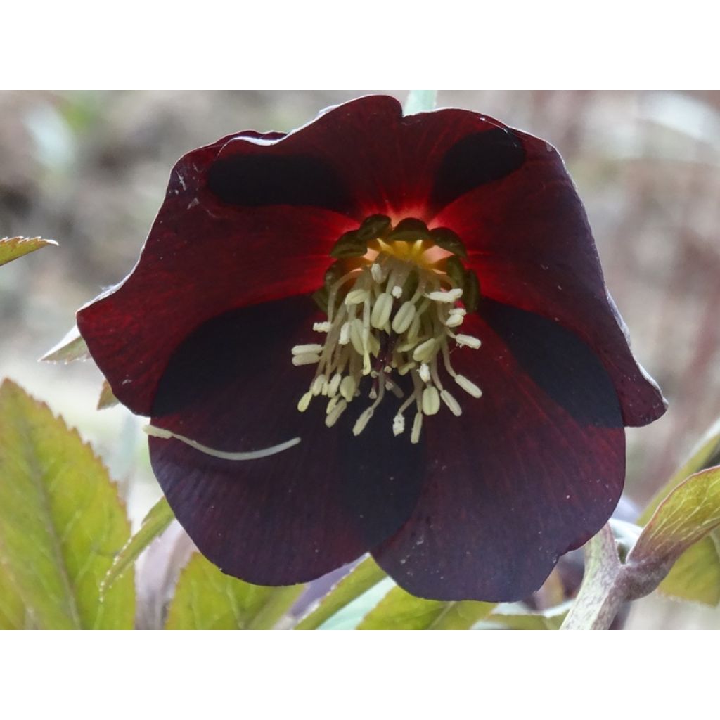 Helleborus Black - Lenteroos zwart