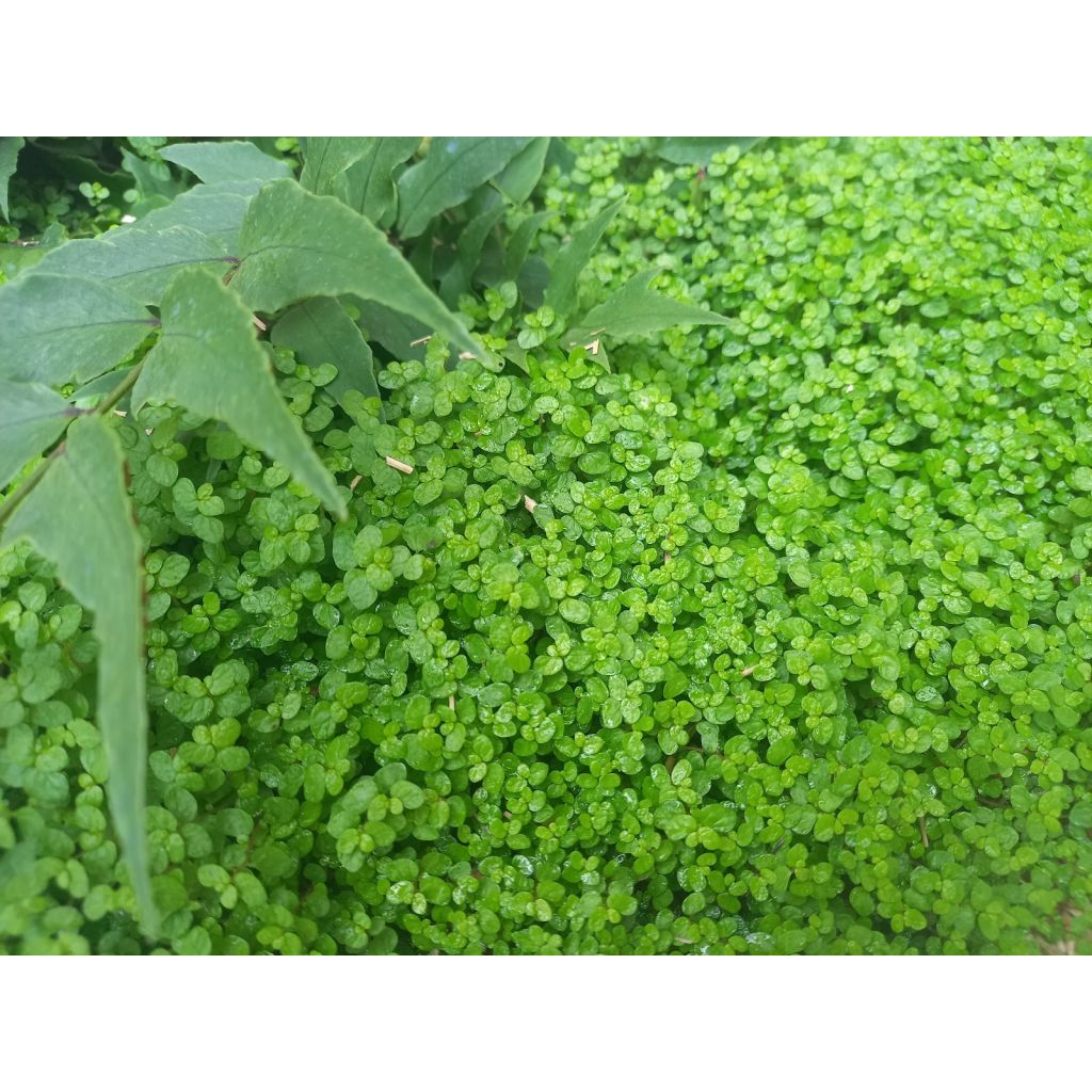 Helxine soleirolii - Slaapkamergeluk