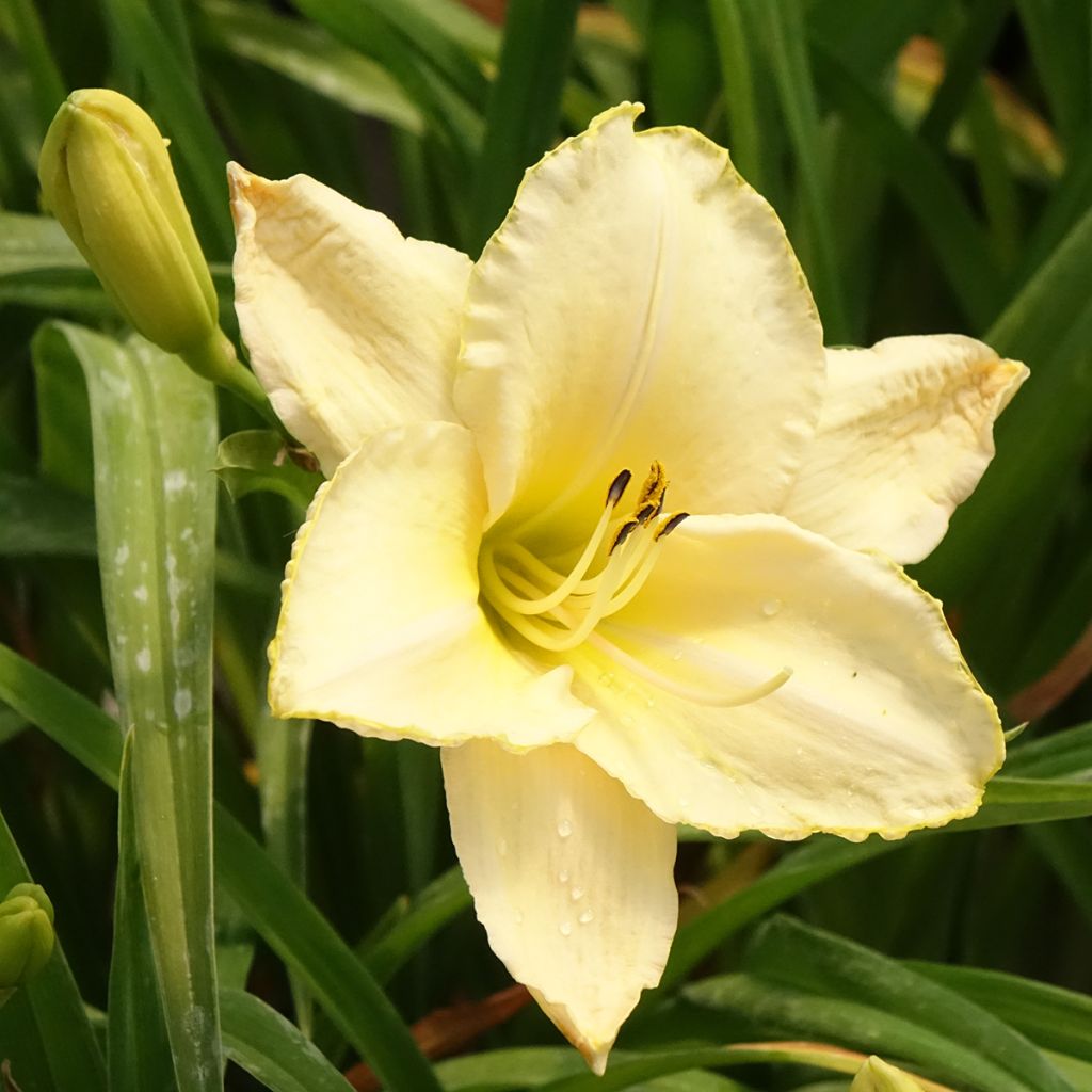 Hemerocallis Arctic Snow - Daglelie