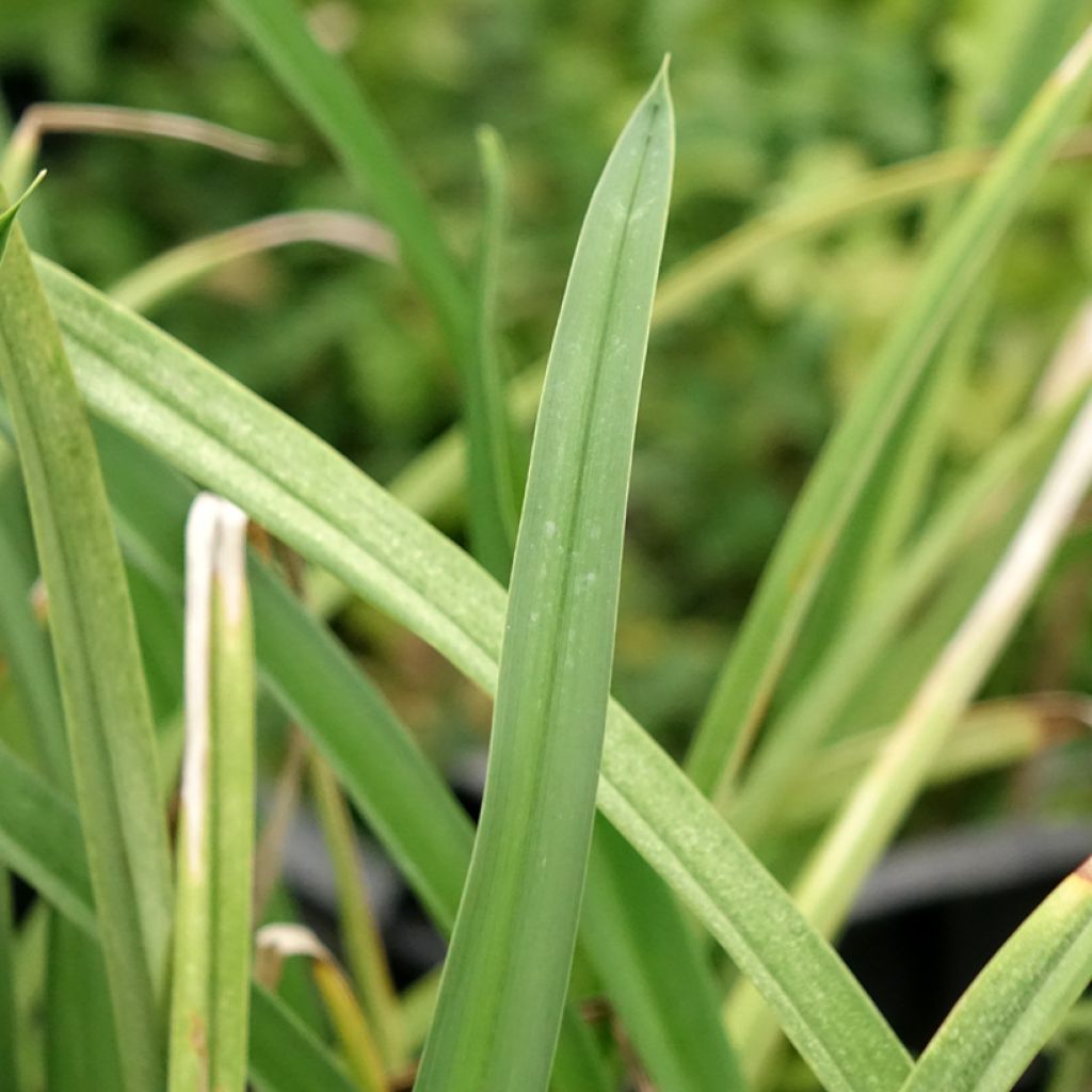 Hemerocallis Cape Breton - Daglelie